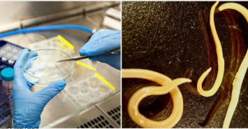 Страшные сибирские черви, погребенные в вечной мерзлоте на 42 000 лет, возвращаются к жизни