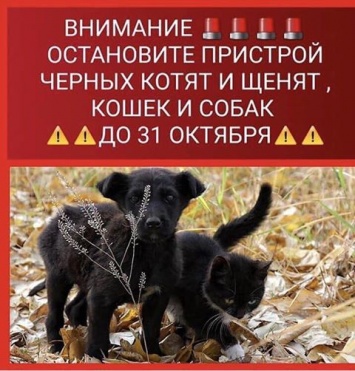 Запорожская волонтер призвала не отдавать черных кошек с собаками до Хэллоуина