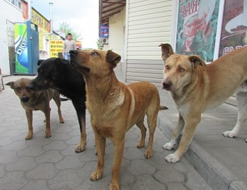 Бердянск общество защиты животных будет продолжать отлов бродячих собак