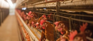 "Инкубатор для наггетсов": в США научились выращивать мясо из куриных перьев