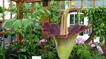 Расцвел самый большой и дурно пахнущий цветок в мире