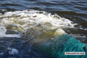 В Николаеве в реку Ингул выпустили более 102 тысяч особей молодой нехищной рыбы