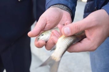 Зарыбление Ингула. В Николаеве на Нижнем Баме в реку выпустили более 100 тыс. экземпляров молоди рыб
