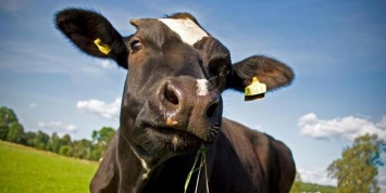 Жительница Зауралья получила грант в 1,5 млн на разведение коров и потратила его на себя
