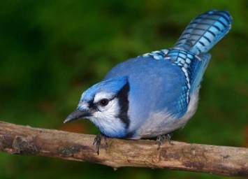 Ученые: Яркое оперение птиц компенсирует их плохое пение и наоборот