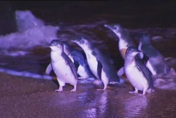 В Австралии собаки загрызли 58 пингвинов