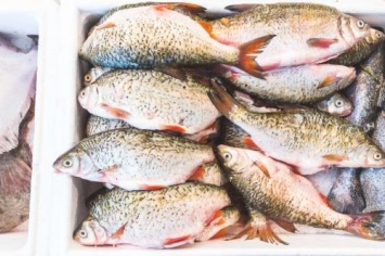 Употребление большого количества масляной рыбы предотвращает деменцию