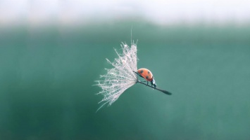 Ученые раскрыли механизм полета семян одуванчика