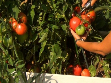 Херсонщина удерживает лидерство по выращиванию овощей