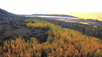 Экологи: деятельность человека уничтожает самый старый лес на планете