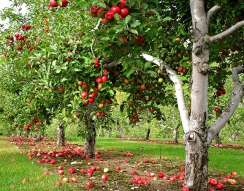 Садовники Никопольщины отказались собирать урожай яблок