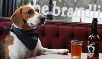 Жительница США создала особое пиво для собак