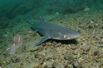В Приморье на прилавки едва не попали опасные акулы