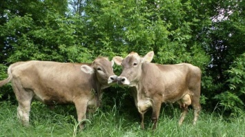 В Укрлендфарминг рассказали, как решить проблему с дорогими кормами для животноводства