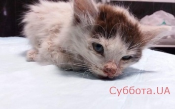 В Запорожье просят помощи для кота с разбитой мордочкой (ФОТО)