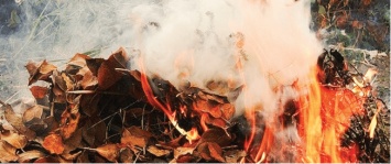 За сжигание листвы запорожцам пригрозили штрафами