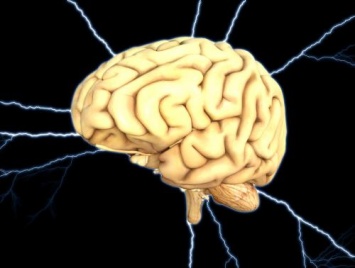 Изучение мозга живых людей объяснило развитие интеллекта - Нейробиологи