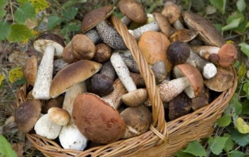 В России начались массовые отравления грибами