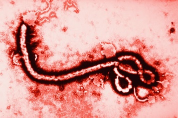 В Конго продолжается вспышка лихорадки Эбола: погибли 117 человек