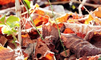 Украинец предложил выгодную технологию переработки опавших листьев
