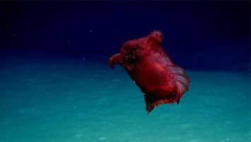 "Неизвестное" морское существо озадачило австралийских ученых