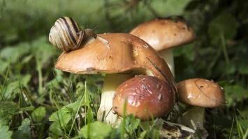 Грибная пора: какие грибы можно употреблять, а от каких лучше отказаться