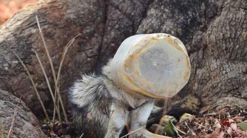 Волка с бутылкой на голове спасли от голодной смерти (фото)