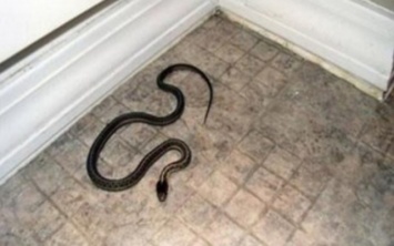 ЧП в Днепре: змея заползла в магазин