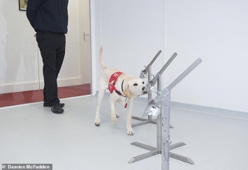 Человеческие спасатели: в Великобритании благотворительная организация воспитывает собак, вынюхивающих болезни