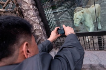 В зоопарке Индианаполиса львица задушила мужа
