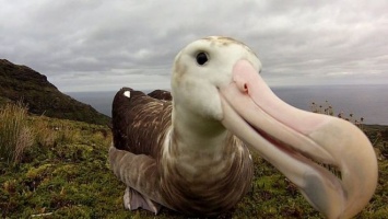 Гигантские мыши уничтожают альбатросов на острове в Атлантике - экологи отправляют корабль с отравой