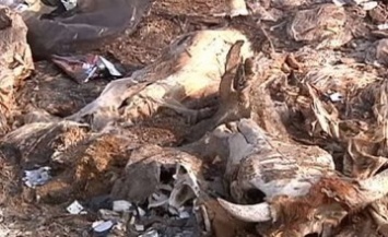 В Днепропетровской области обнаружили стихийное кладбище животных (ВИДЕО)