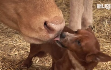 Удивительную дружбу пса и коровы показали на видео
