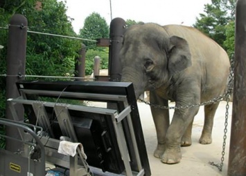Самка азиатского слона может работать счетоводом - ученые