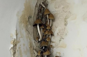 В подъезде киевской высотки на стенах выросли грибы (фото)