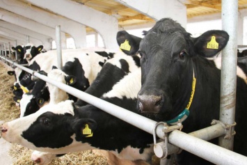 На ферме под Харьковом коров доит рука робота