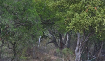 Найдите леопарда среди деревьев