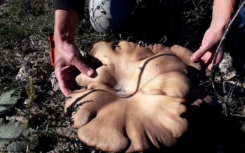 Необычная находка: Запорожец обнаружил гигантских размеров гриб (ФОТО)