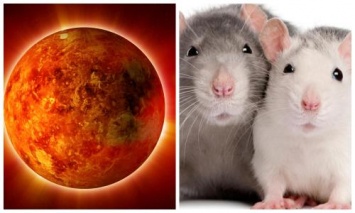 К 2050 году крысы захватят всю планету из-за приближающейся Нибиру - ученые