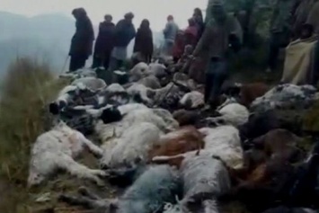 Удар молнии убил более сотни индийских овец