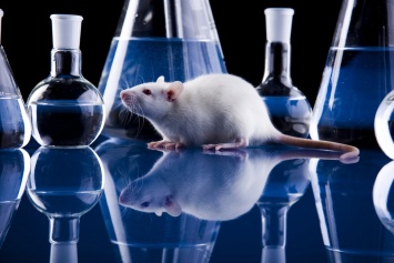 Новый спрей от гриппа испытали на мышах