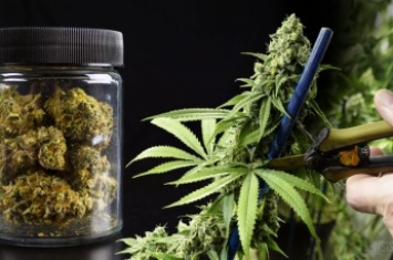 Грузия не захотела выращивать марихуану на экспорт