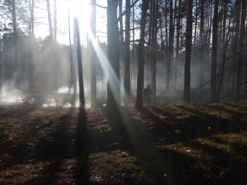 В Чернобыле загорелся лес