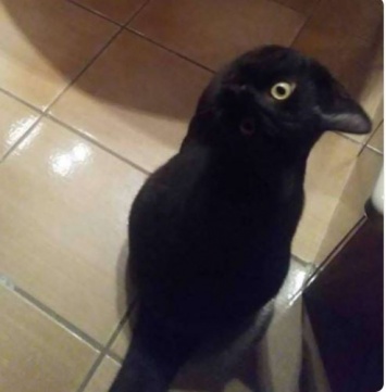Кошка с фотоиллюзии "кот или ворон" оказалась Дашей с Донбасса