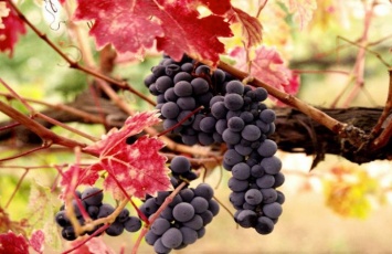 Виноград в сезон простуд приносит особенную пользу здоровью