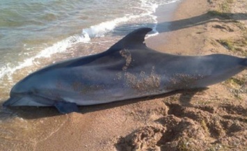 Очередного погибшего дельфина нашли на берегу Таганрогского залива