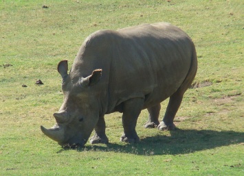 У северных белых носорогов появилась новая надежда на выживание