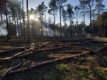 На Николаевщине вырубили около 300 сосен. В «лесхозе» говорят, что деревья аварийные, но местные жители не верят