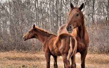 В Омской области зафиксировали 60 очагов анемии лошадей