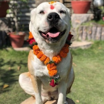 В Непале отпраздновали «День собак»